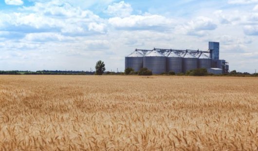 A brown barley field